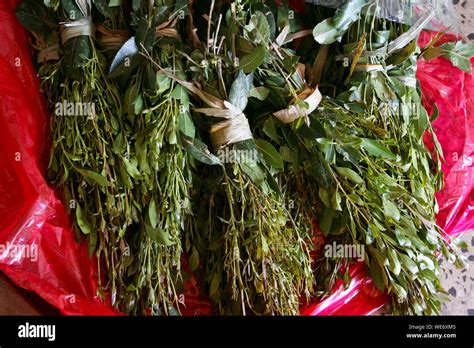 Khat Plant High Resolution Stock Photography and Images - Alamy