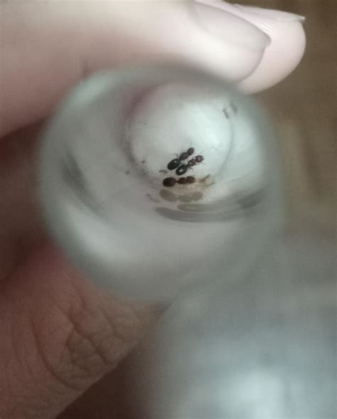 My ant queen has nanitics:) : r/antkeeping