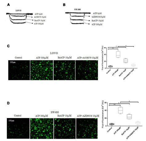 Figure 1 From Activation Of P2×7 Receptor Promotes The Invasion And