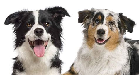 How Much Is A Border Collie Australian Shepherd Mix