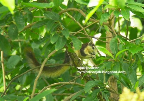 Birdwatching in Bidadari ( November 9, 2014)