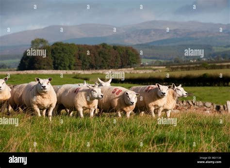 Beltex sheep hi-res stock photography and images - Alamy