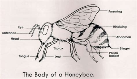 Buzzing Across America Honeybees Vs Bumblebees