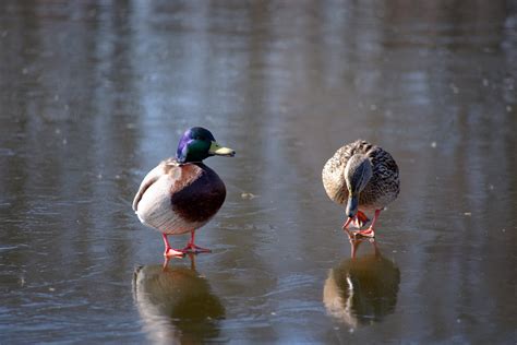 Ducks Flickr