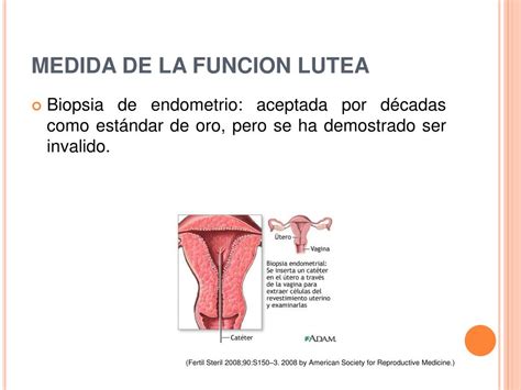 Ppt Progesterona Durante La Fase Lutea Y Embarazo Temprano En Tratamiento De Infertilidad