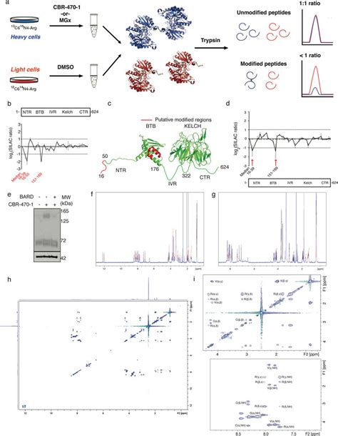 Schematic Of Silac Based Proteomic Mapping Of Keap1 Modifications In