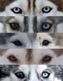 Cute Siberian Husky Two Eye Colors - l2sanpiero