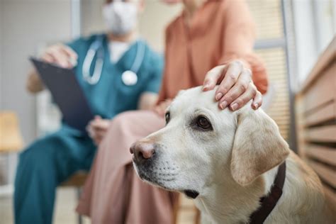 Hautkrebs Hund Erkennen Behandeln Tierklinik Rostock