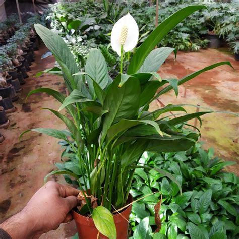 How To Care For Peace Lilies Spathiphyllum Nurserybuy