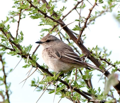 African Grey Ethiopian Flycatcher Bradornis Microrhynchu Flickr