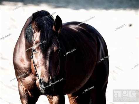 Beautiful breed horse in the desert, Stock Photo, Picture And Royalty Free Image. Pic. WR3108319 ...