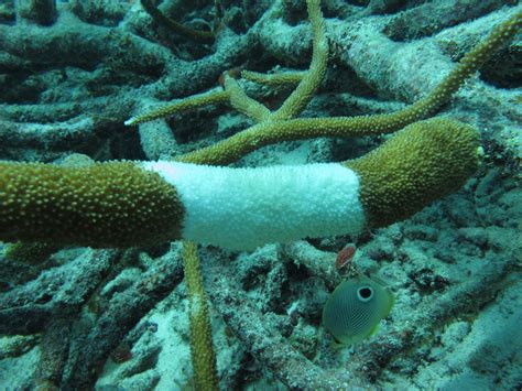 Why Do Corals Bleach Woods Hole Oceanographic Institution