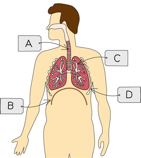 Gas Exchange In Humans Flashcards Cambridge CIE IGCSE Biology