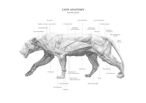 muscular  skeletal systems  panthera leo illustration