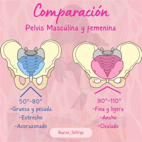 Comparación De Pelvis Femenina Y Masculina In 2024