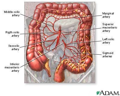 Blood Supply Of The Large Intestine Medlineplus Medical Encyclopedia Image