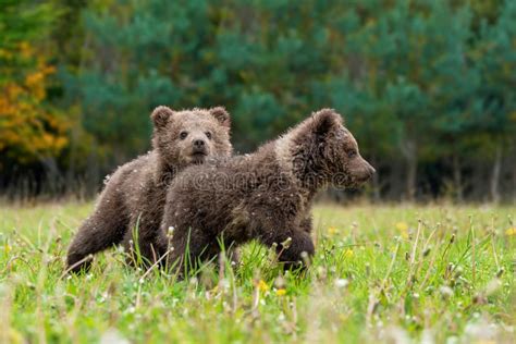 Two Brown Bear Cub Playing on the Summer Field Stock Photo - Image of ...