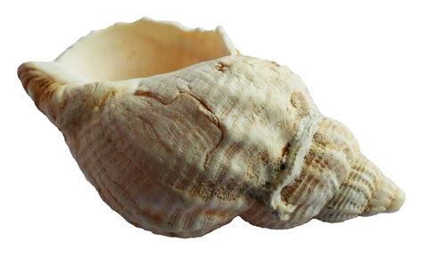 Sea Ocean Shell Png Image Purepng Free Transparent Cc0 Png Image