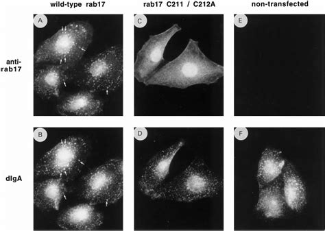 Immunofluorescence Localization Of Rab And Internalized Diga In