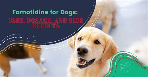 Famotidine For Dogs: Uses, Dosage, And Side Effects - I Love Veterinary