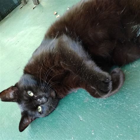VCA Carrollwood Cat... - VCA Carrollwood Cat Hospital