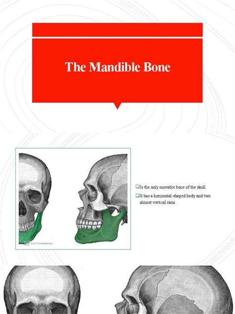 Mandibula Pdf Human Anatomy Human Head And Neck