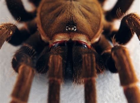 Eastern Tarantula Phlogius Crassipes