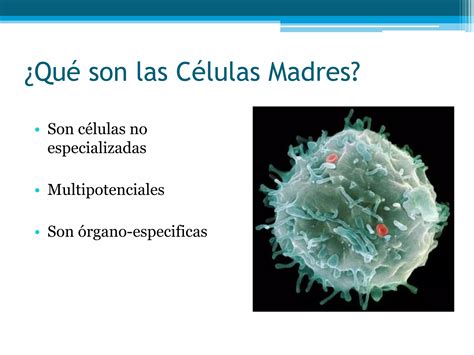 ¿qué Son Las Células Madres Ppt