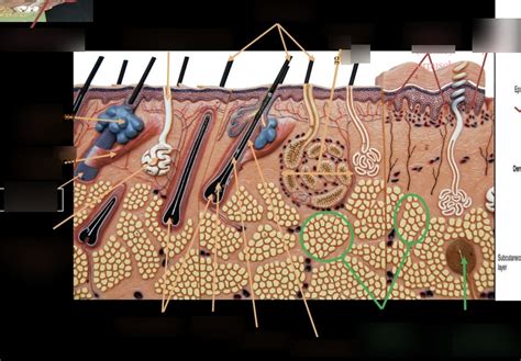 Integumentary system lab Diagram | Quizlet