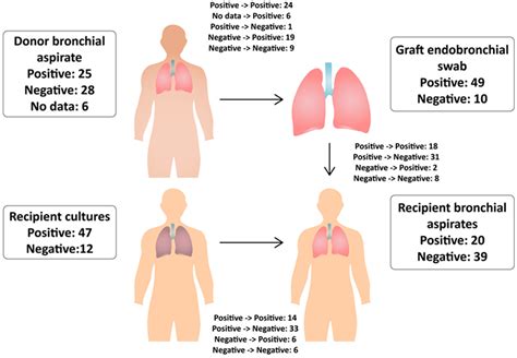 Pathogens Free Full Text Analysis Of Donor To Recipient Pathogen