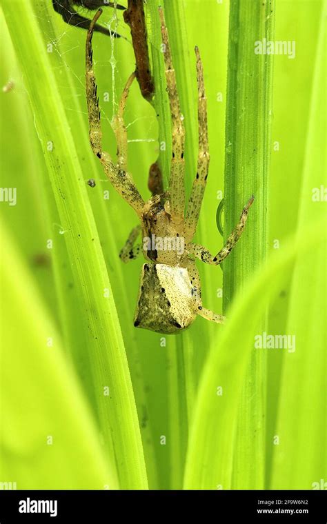 Square Ended Crab Spider Sidymella Trapezia Stock Photo Alamy