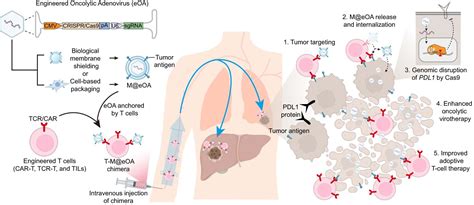 New Approach Combines Oncolytic Virotherapy And Adoptive T Cell Therapy