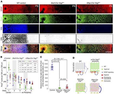 Jci Roles Of Hifs And Vegf In Angiogenesis In The Retina And Brain