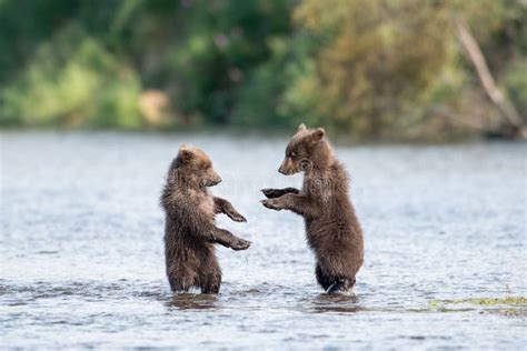 Two Cute Brown Bear Cubs Playing Stock Image Image Of Animals Cute