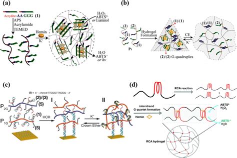 DNA Hydrogels Based On G Quadruplexes A Schematic Of DNA Hydrogel