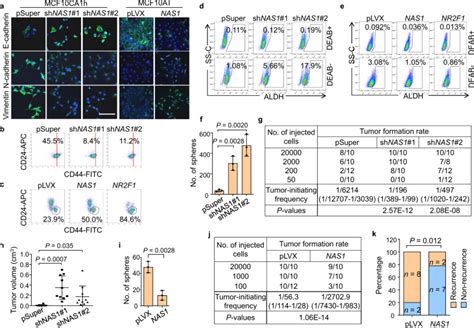 Long Non Coding Rna Nr2f1 As1 Induces Breast Cancer Lung Metastatic