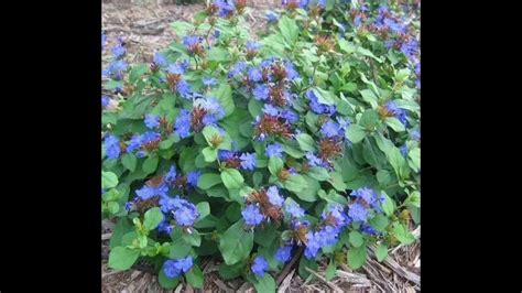 Цератостигма - YouTube