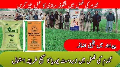 Best Use Of Fertilizer In Wheat Crop Zabardast Urea Ka Istimal Crop