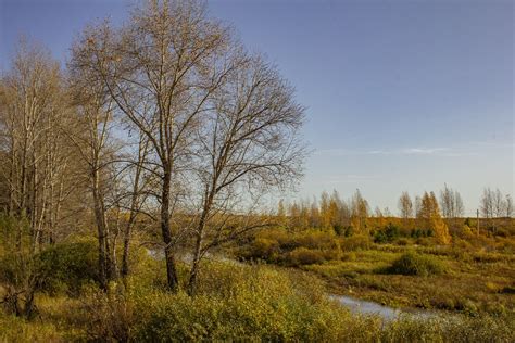 Autumn Field Grass - Free photo on Pixabay