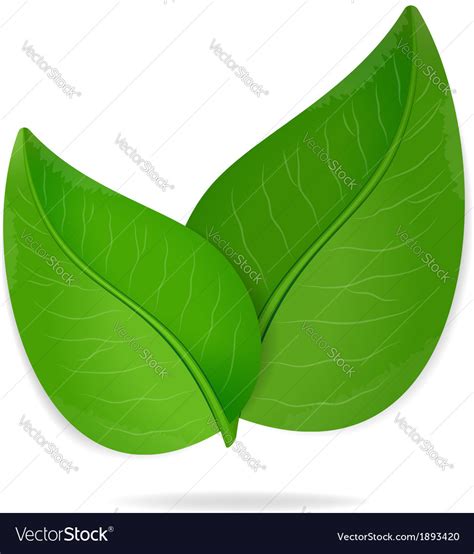 Green leaves Royalty Free Vector Image - VectorStock