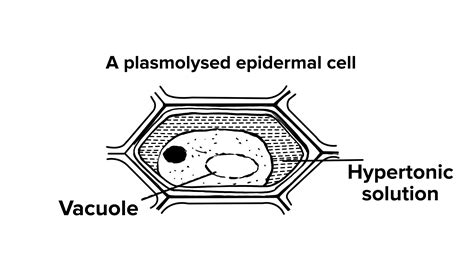 The Figure Given Below Shows The Epidermal Cells Of An Onion Bulb This