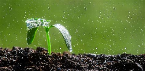 La estrecha y vital relación suelo agua planta Arado