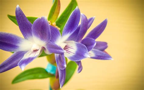 Purple flowers, nature, flowers, purple flowers, macro HD wallpaper ...