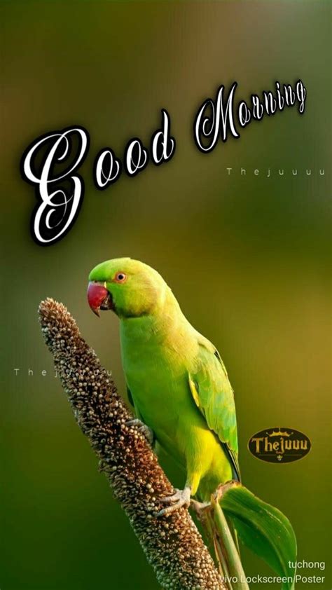 Good Morning Beautiful Parrot Pic Good Morning Pictures