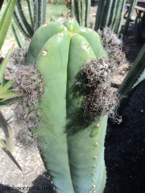 Super Pedro Trichocereus Scopulicola