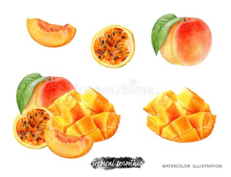 Passion Fruit Watercolor Stock Illustrations 585 Passion Fruit