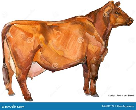 Cow Cow Watercolor Illustration Milking Cow Breed Danish Red Cow