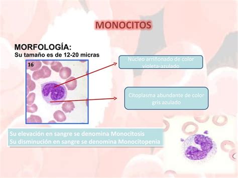 1 fisiología de la serie blanca PPT