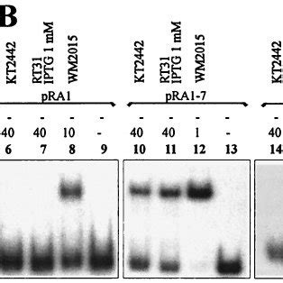 Fis Negatively Affects Binding Of Tn Transposase By Out Competing