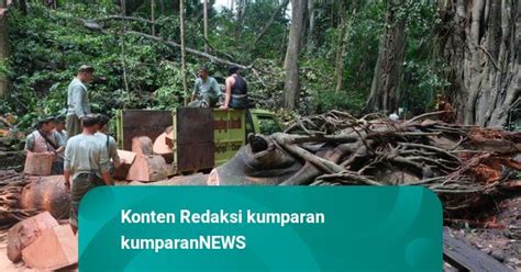 Turis Korsel Yang Tewas Tertimpa Pohon Di Monkey Forest Ubud Dikremasi